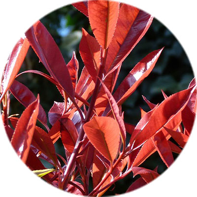 Entretien du photinia Entretien du photinia