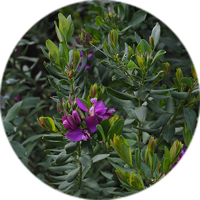 Entretien du polygala Entretien du polygala