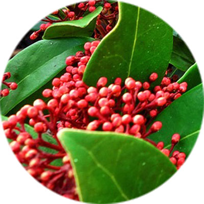 Entretien du skimmia Entretien du skimmia