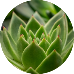 Entretien Echeveria Entretien Echeveria