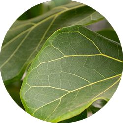 Entretien Ficus Lyrata Entretien Ficus Lyrata