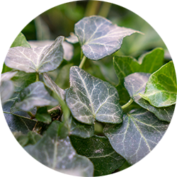 Entretien Hedera Entretien Hedera