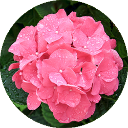 Entretien Hortensia Entretien Hortensia