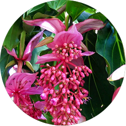 Entretien Medinilla Entretien Medinilla
