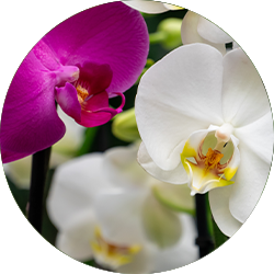 Entretien Orchidée Entretien Orchidée