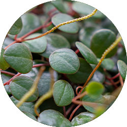 Entretien Peperomia Entretien Peperomia