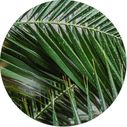 Entretien Phoenix Canariensis Entretien Phoenix Canariensis