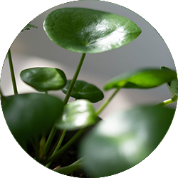 Entretien des plantes à Crêpes Entretien des plantes à Crêpes