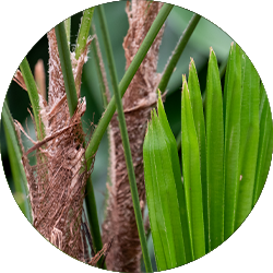 Entretien Rhapis Entretien Rhapis