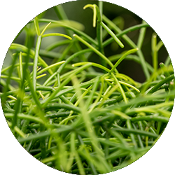 Entretien Rhipsalis Entretien Rhipsalis