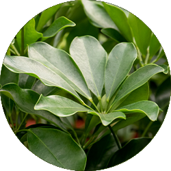 Entretien Schefflera Entretien Schefflera