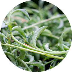Entretien Senecio Entretien Senecio