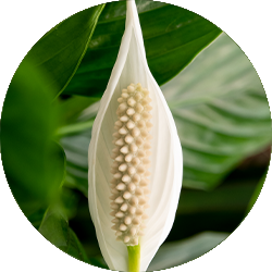 Entretien du Spathiphyllum Entretien du Spathiphyllum