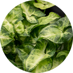 Entretien Syngonium Entretien Syngonium