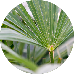 Entretien Trachycarpus Entretien Trachycarpus