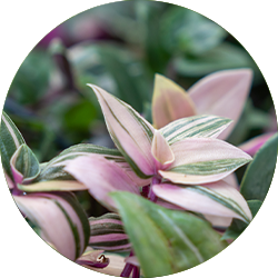 Entretien Tradescantia Entretien Tradescantia