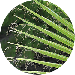 Entretien Washingtonia Entretien Washingtonia