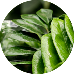 Entretien Zamioculcas Entretien Zamioculcas