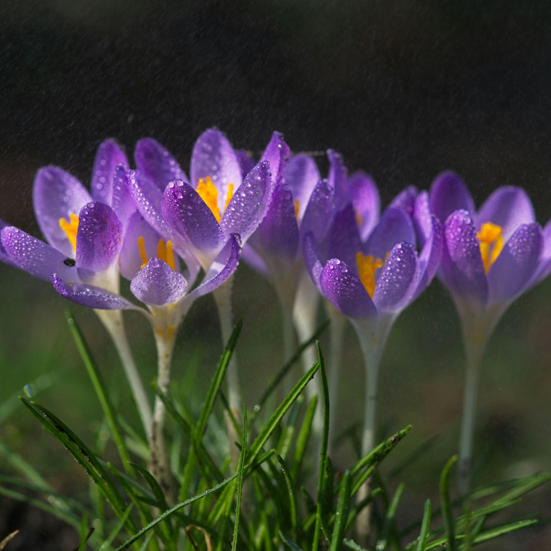 Iridaceae