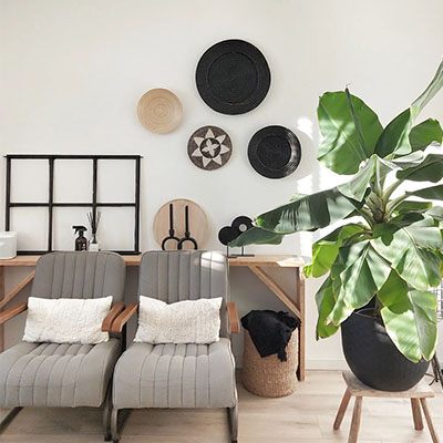 Bananier en pot dans le salon
