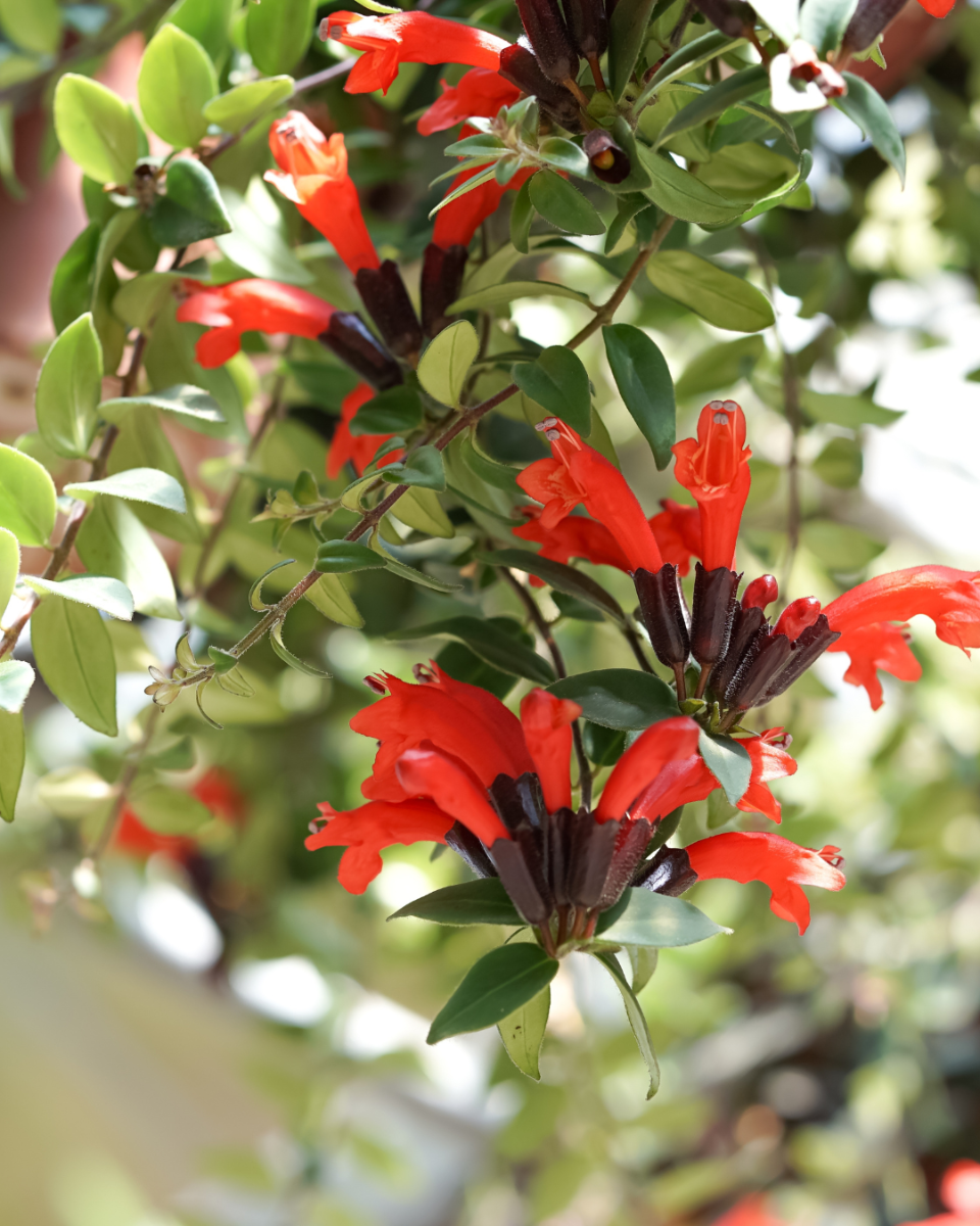 Aeschynanthus Rasta