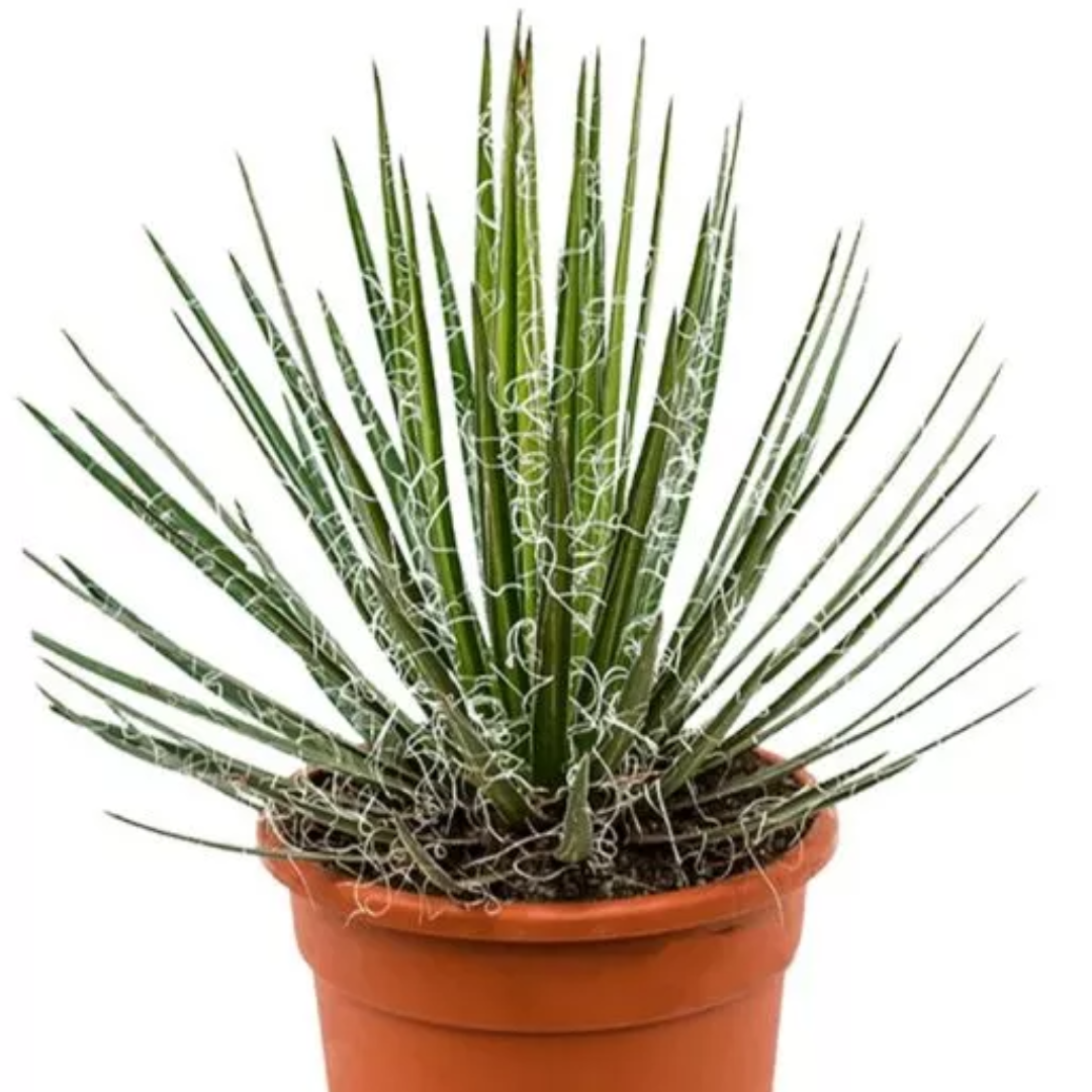 Agave filifera 