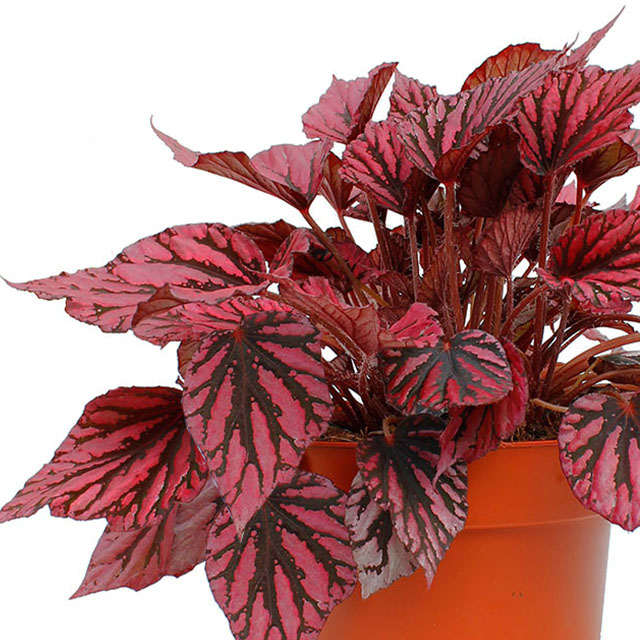 Begonia Rex