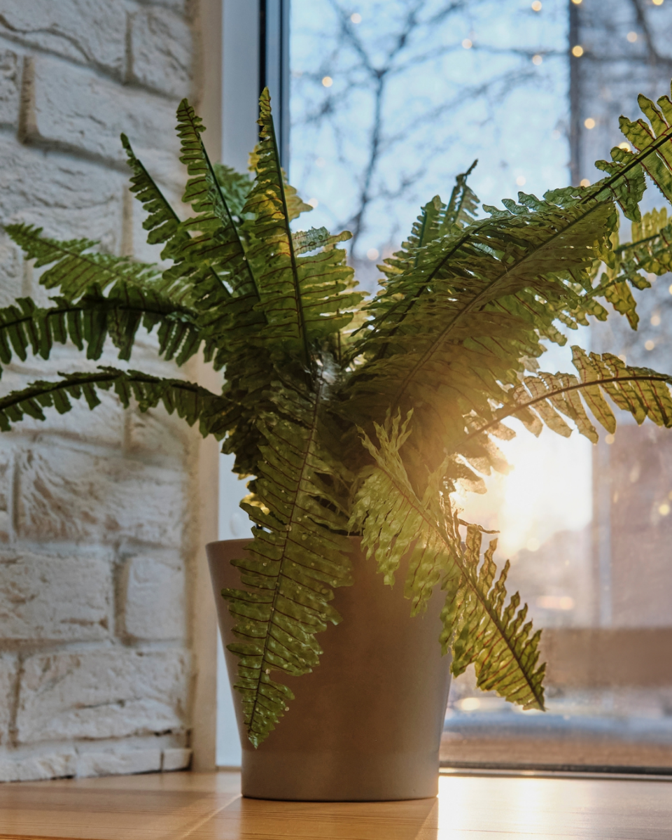 Nephrolepis hauteur Nephrolepis hauteur