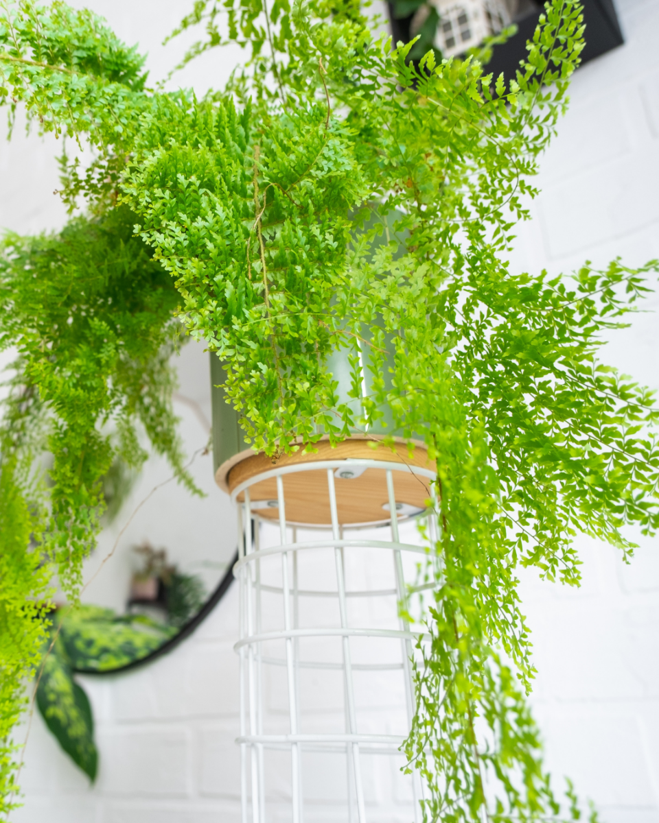 Nephrolepis soins Nephrolepis soins