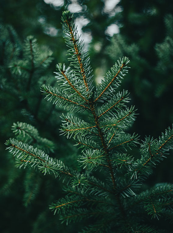 Acheter véritable Sapin de Noël Acheter véritable Sapin de Noël