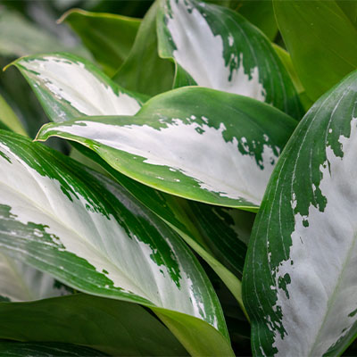 Hydroponique Aglaonema Piston Thread