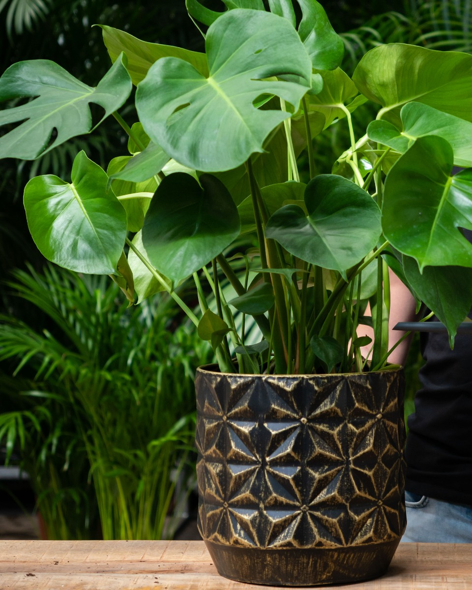 Acheter du Monstera robuste Acheter du Monstera robuste