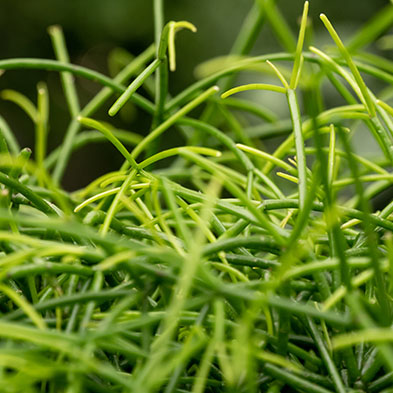 Acheter Rhipsalis Acheter Rhipsalis
