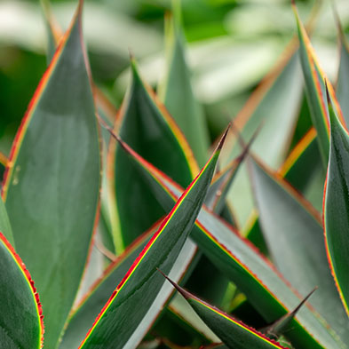 Agave succulent acheter Agave succulent acheter