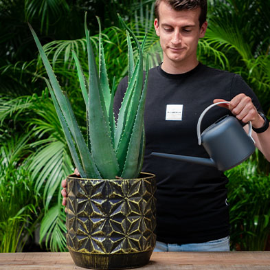 Acheter de l'Aloe Vera Acheter de l'Aloe Vera