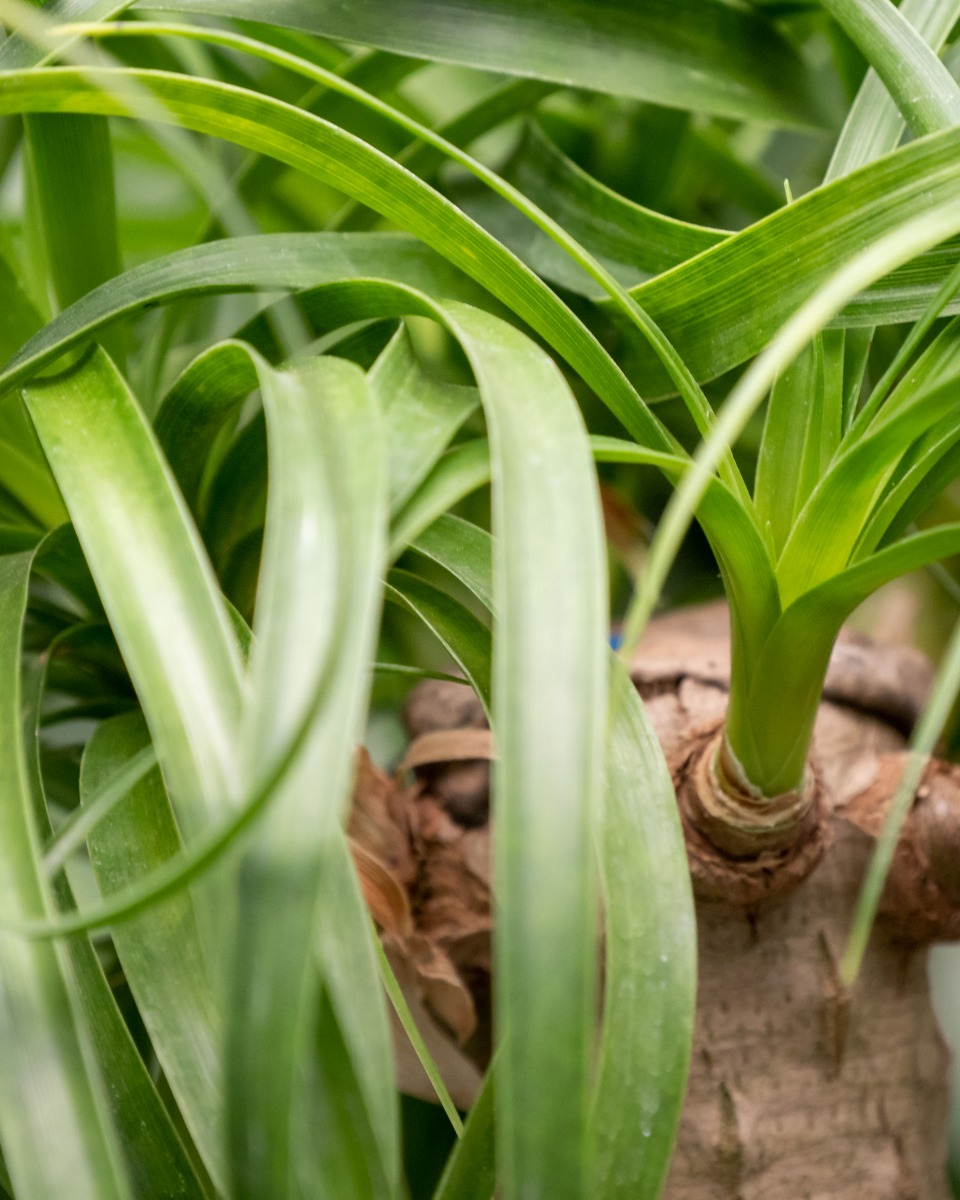 Acheter du Beaucarnea robuste Acheter du Beaucarnea robuste