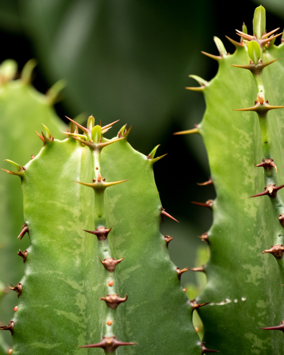 Acheter un cactus robuste Acheter un cactus robuste
