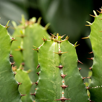 Acheter Euphorbia Acheter Euphorbia