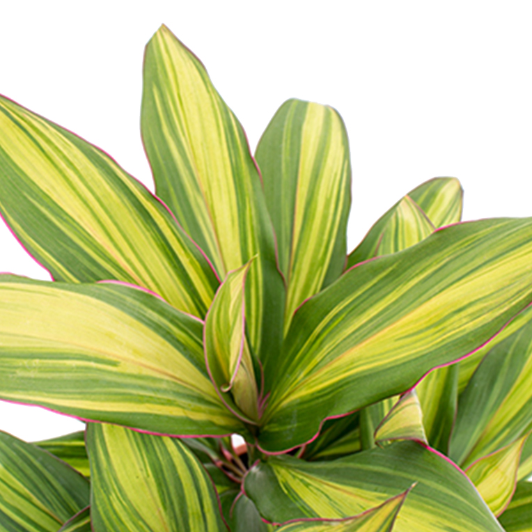 Acheter Cordyline Hydroponique Acheter Cordyline Hydroponique