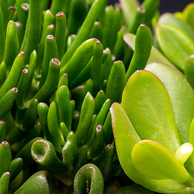 Acheter Crassula Acheter Crassula