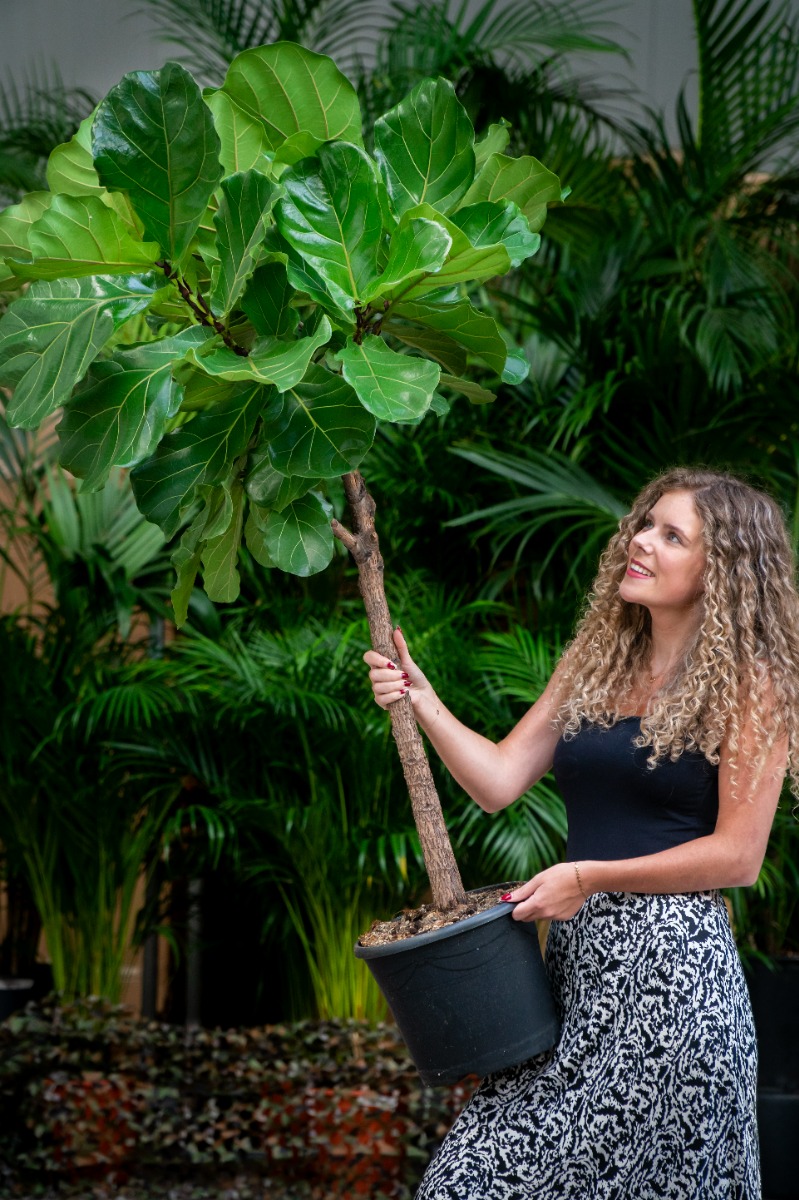 Acheter du Ficus Lyrata robuste Acheter du Ficus Lyrata robuste
