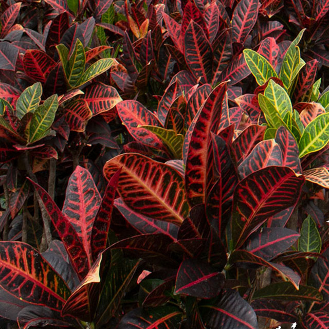 Commande de la boutique en ligne de Croton