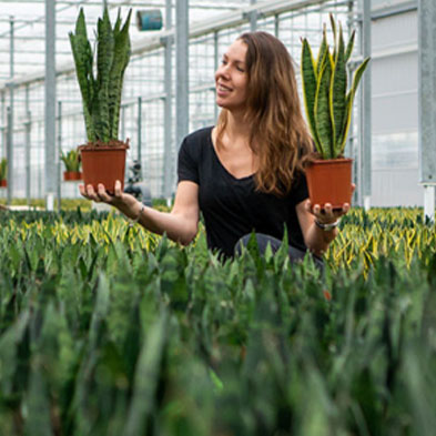 Acheter des Sansevieria Acheter des Sansevieria
