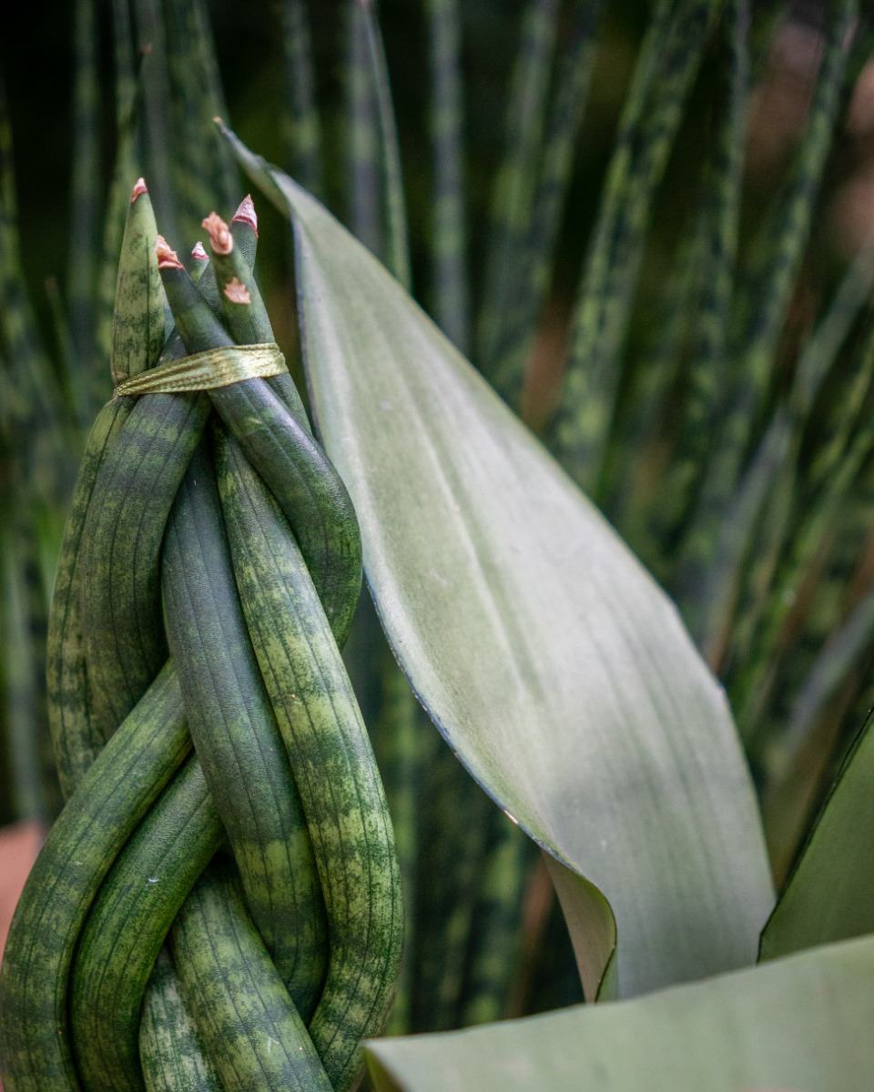 Acheter des Sansevieria robustes Acheter des Sansevieria robustes