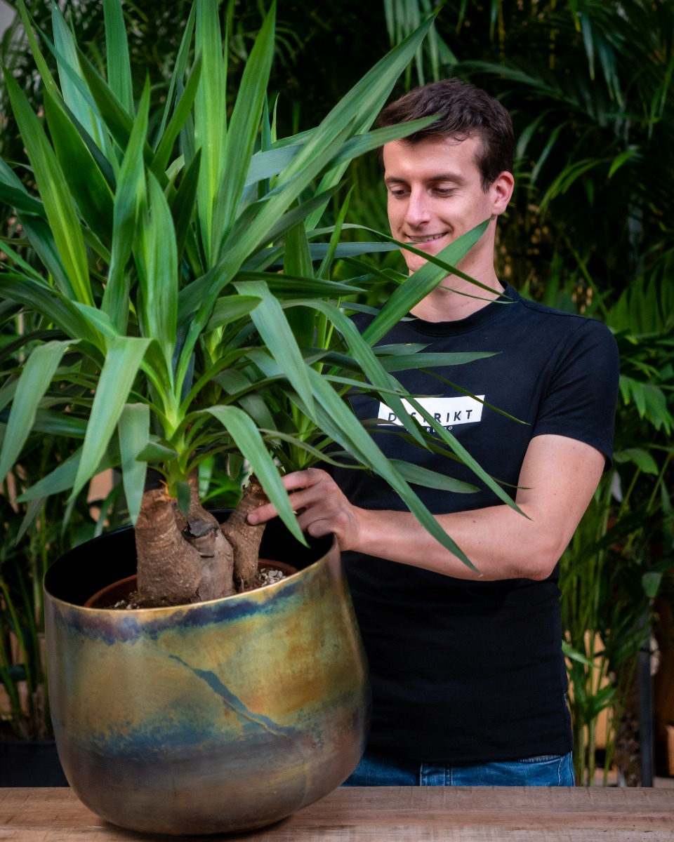 Acheter du yucca robuste Acheter du yucca robuste
