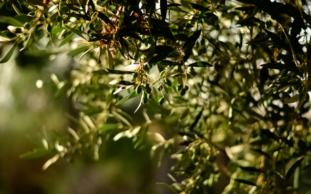 plantes de jardin