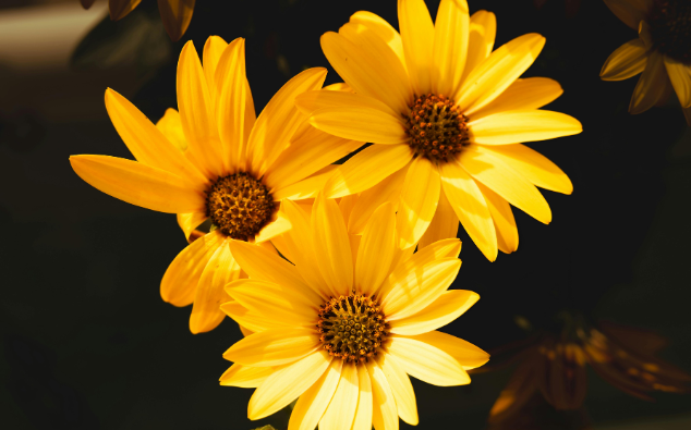 bulbes a fleurs