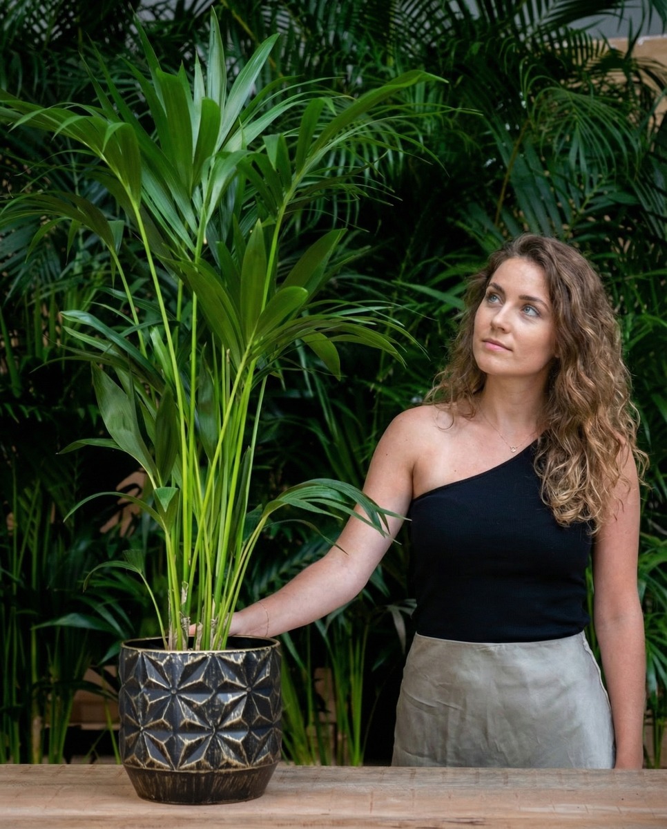 Acheter du Kentia robuste