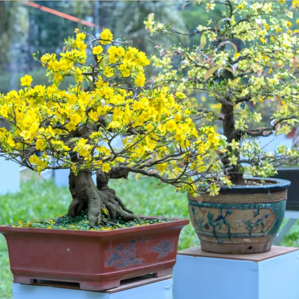Fleurir un bonsaï