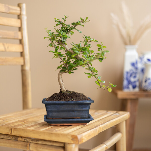 Emplacement Bonsai